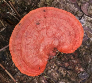 Bloody Polypore on wood