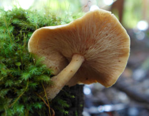 mossy mushroom