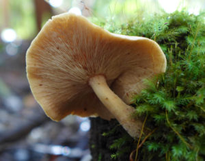 mossy mushroom FLIPPED