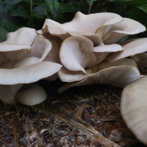 mushrooms on banana leaves