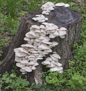 Oyster Mushrooms on stump
