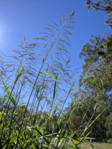 Guinea Grass (Megathyrsus maximus) by Beth Addison-smith | CC0 public domain | iNaturalist