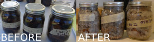 jars myceliated